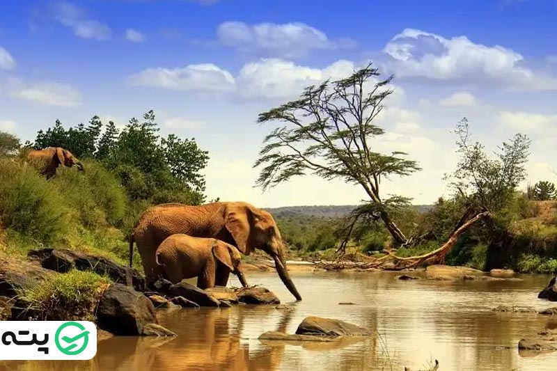 پارک ملی کنیا از جاهای دیدنی کنیا