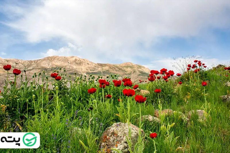 گل شقایق‌ دشت لار