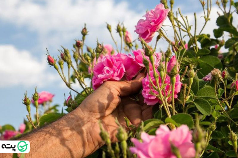 اردیبهشت ماه نقطه عطف گلاب‌گیری کاشان