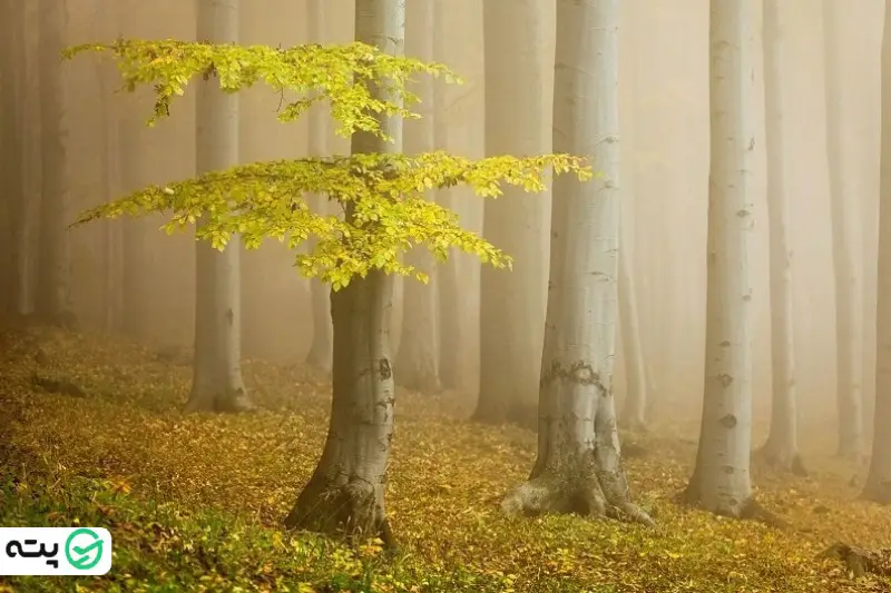 راهنمای سفر به جنگل راش 