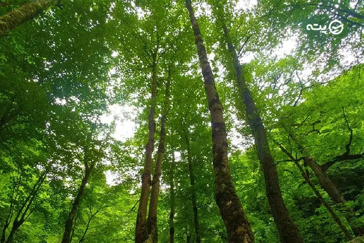 جنگل دالخانی از جاهای دیدنی رامسر