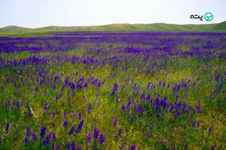 دشت مغان از جاهای دیدنی اردبیل