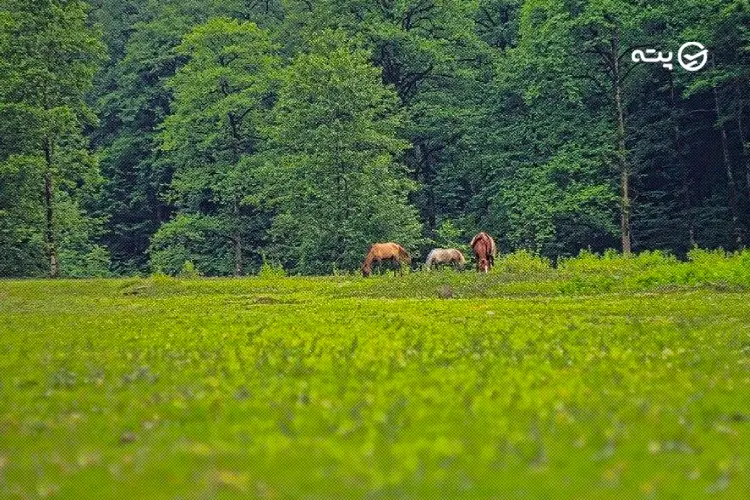 جنگل‌های لفور