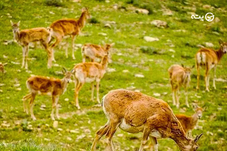 منطقه بیجار از جاهای دیدنی کردستان