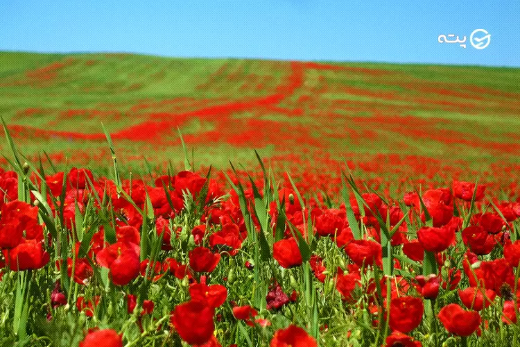 دشت سوسن از جاهای دیدنی جنوب