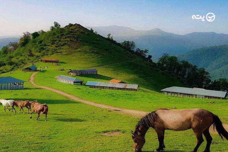 شنیدن صدای پرندگان و تماشای گله