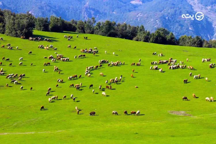 روستای سوها