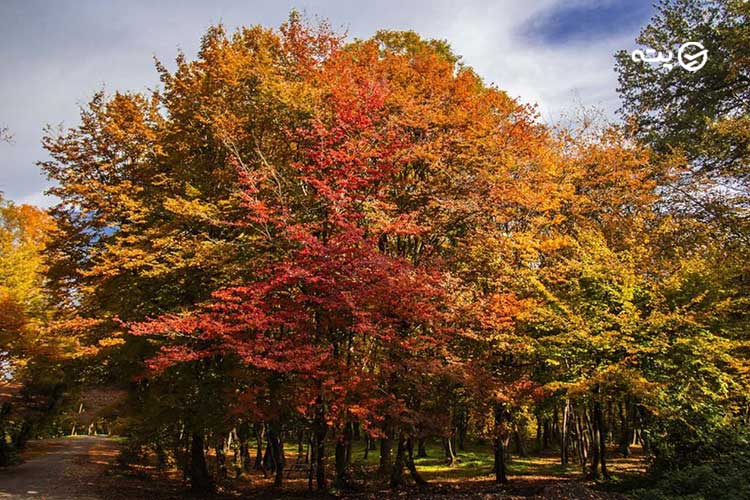 جنگل کبودوال شما در پاییز