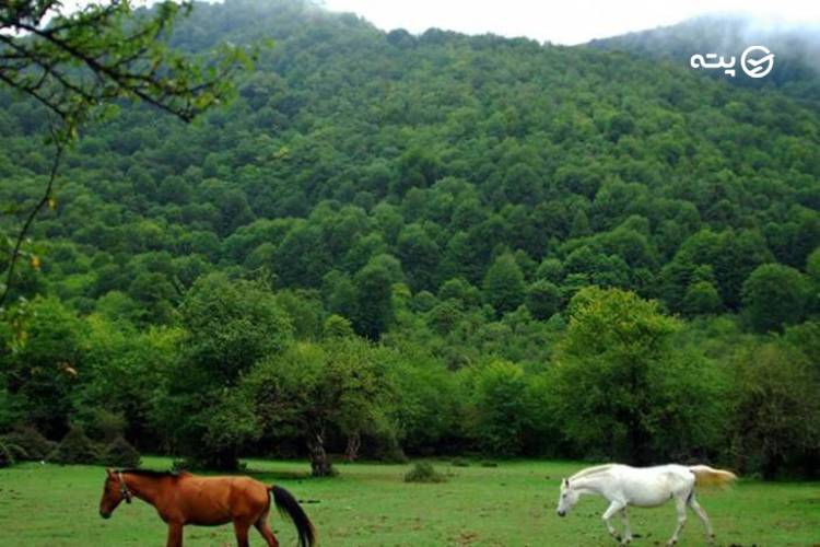 جنگل الیمستان مازندران