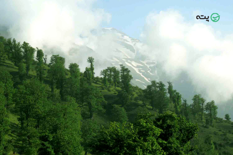 جنگل مازیچال مازندران پته